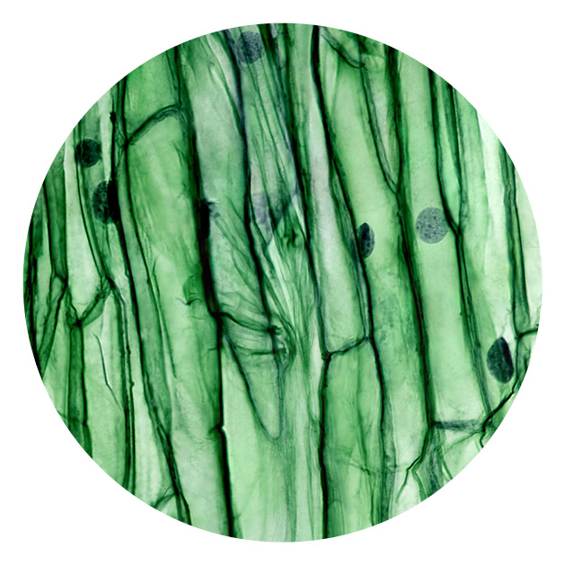 Mikroskopische Vergrößerung von Pflanzenzellen
